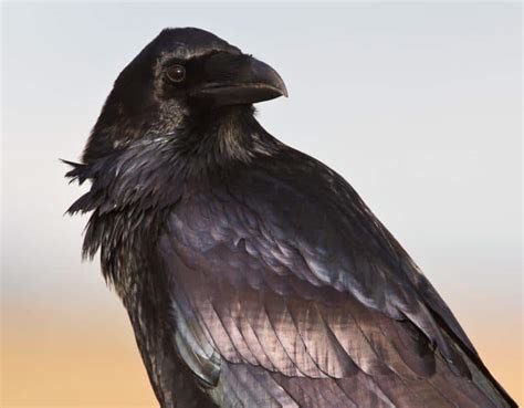 The Magical Abilities of Magic the Raven